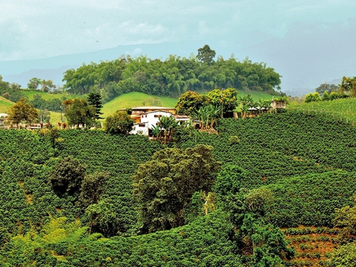 Paisaje Cultural Cafetero — Sevilla, Valle